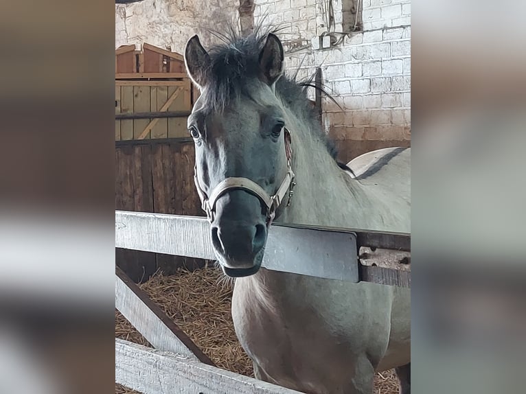 Konik Hengst 7 Jaar 140 cm Falbe in Susteren