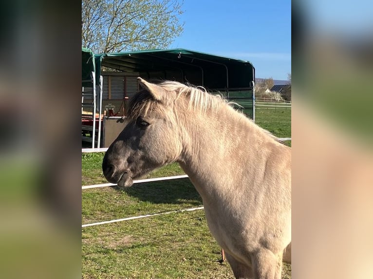 Konik Hongre 10 Ans 135 cm Isabelle in Eschwege