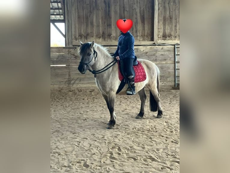 Konik Hongre 10 Ans 135 cm Isabelle in Eschwege