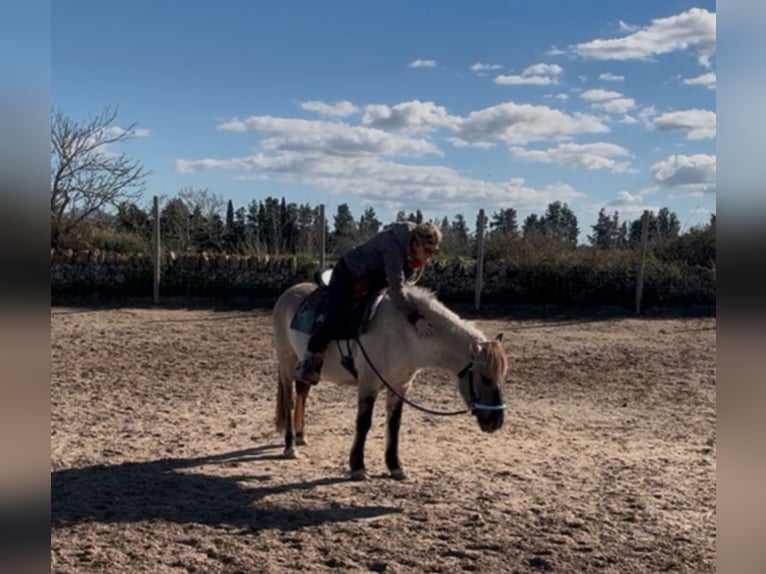 Konik Croisé Hongre 10 Ans 144 cm Grullo in Mallorca