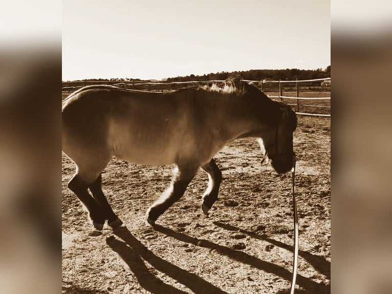 Konik Croisé Hongre 10 Ans 144 cm Grullo in Mallorca