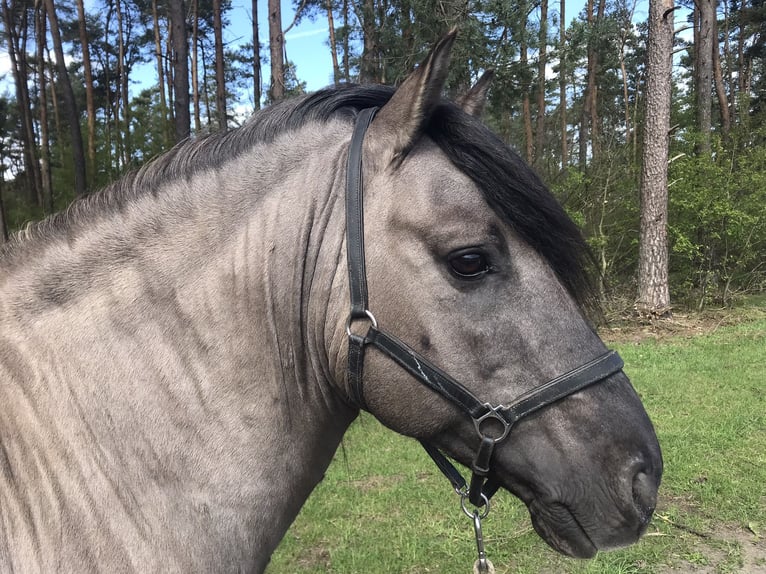 Konik Hongre 11 Ans 142 cm Grullo in Karby