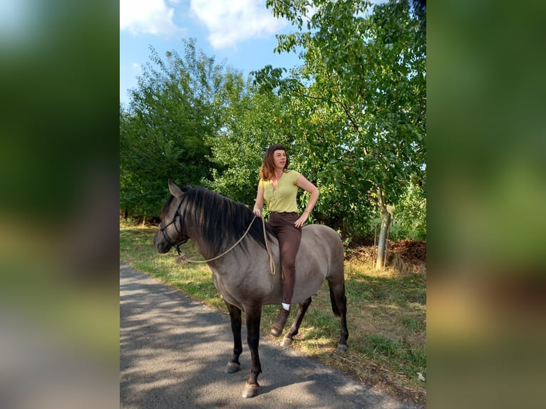 Konik Hongre 11 Ans 142 cm Grullo in Karby