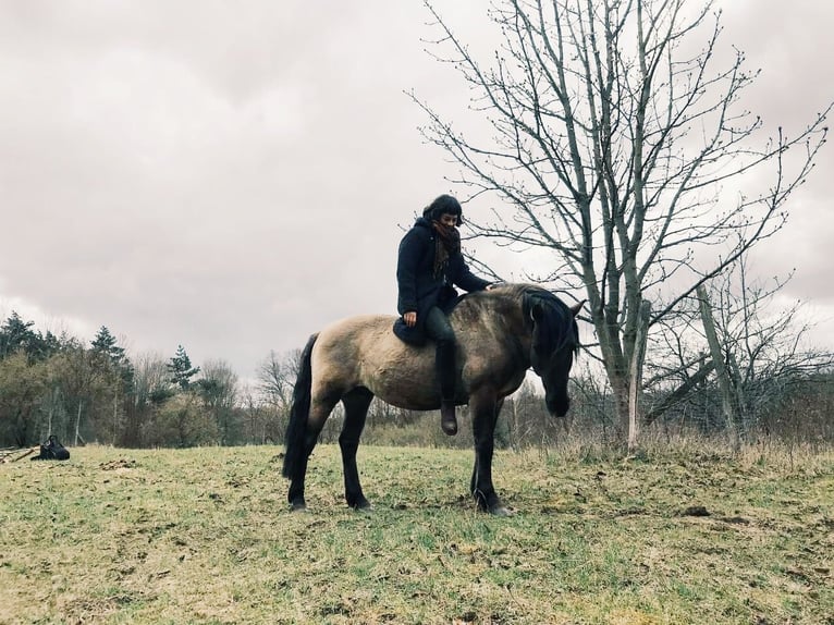 Konik Hongre 11 Ans 142 cm Grullo in Karby