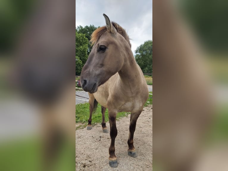 Konik Hongre 12 Ans 130 cm Isabelle in Bernhardswald