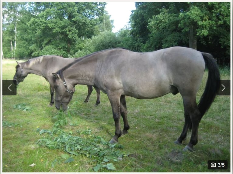 Konik Hongre 12 Ans 145 cm Isabelle in Königsmoor