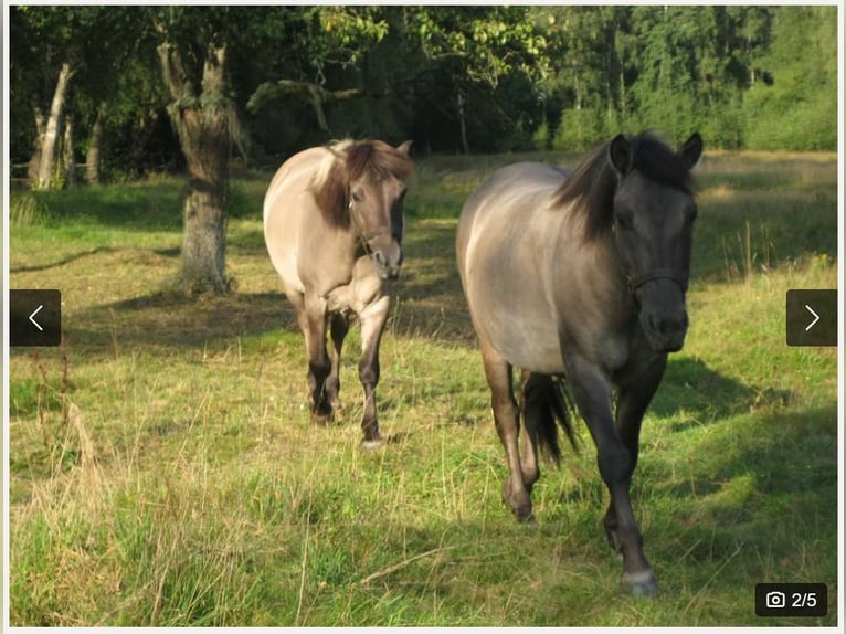 Konik Hongre 12 Ans 145 cm Isabelle in Königsmoor