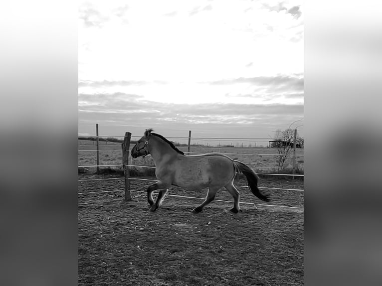 Konik Hongre 13 Ans 136 cm Isabelle in Wiesenaue