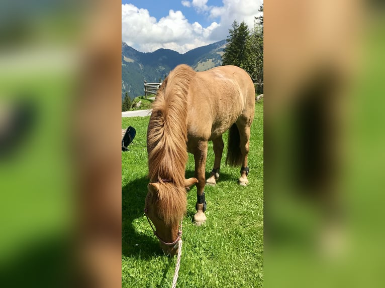 Konik Hongre 13 Ans 150 cm Isabelle in Nesselwängle