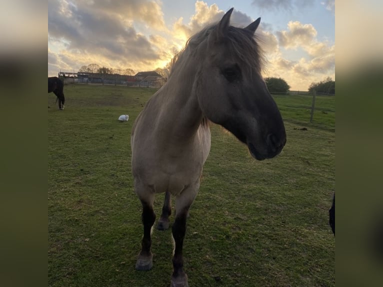 Konik Hongre 13 Ans Isabelle in Werdum