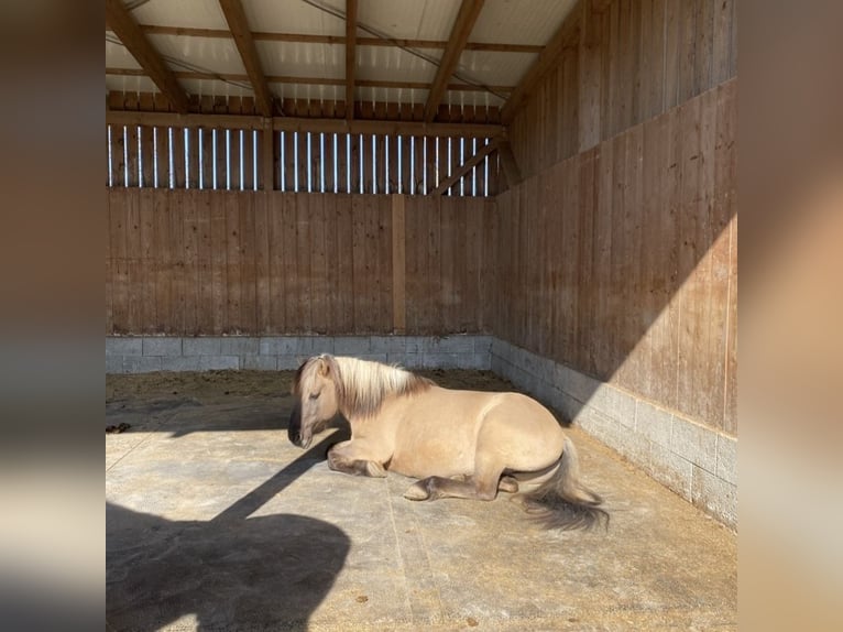 Konik Hongre 13 Ans Isabelle in Werdum