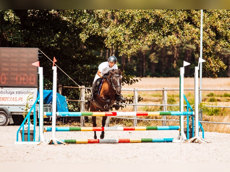 Konik Hongre 14 Ans 130 cm Bai brun in Kobyla Góra