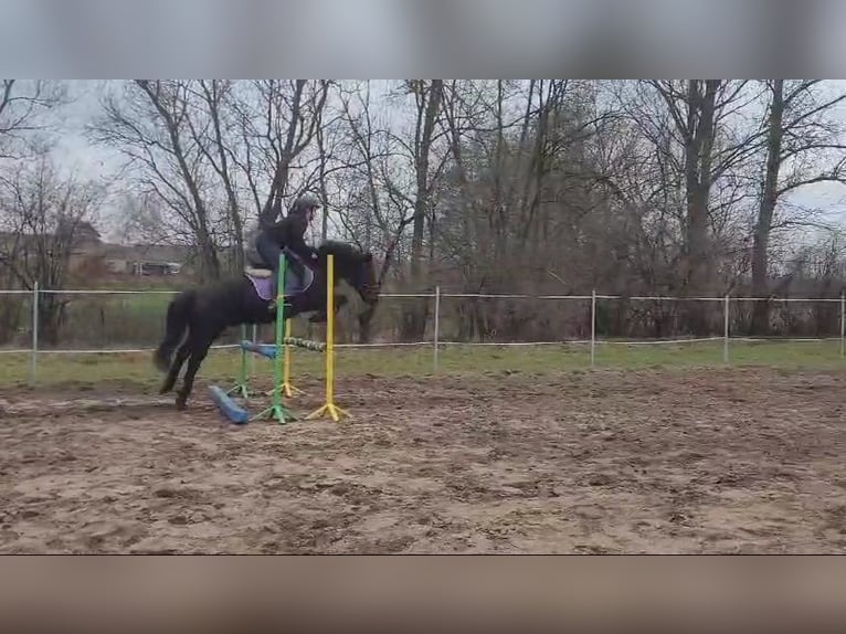 Konik Hongre 14 Ans 130 cm Bai brun in Kobyla Góra