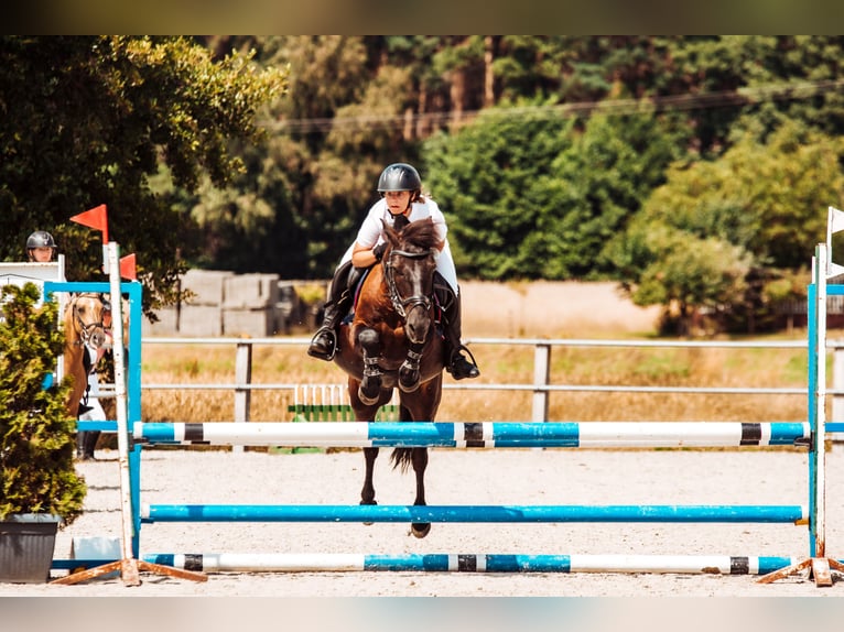 Konik Hongre 14 Ans 130 cm Bai brun in Kobyla Góra