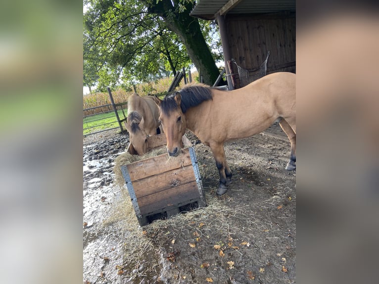 Konik Croisé Hongre 15 Ans 126 cm Bai clair in Lastrup