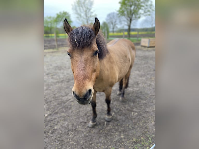 Konik Croisé Hongre 15 Ans 126 cm Bai clair in Lastrup