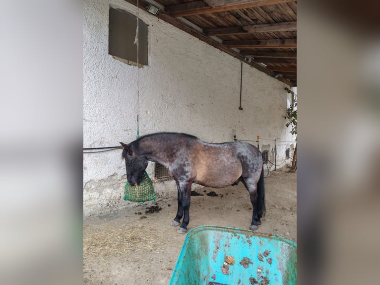 Konik Croisé Hongre 16 Ans 151 cm Rouan Bleu in Gauting