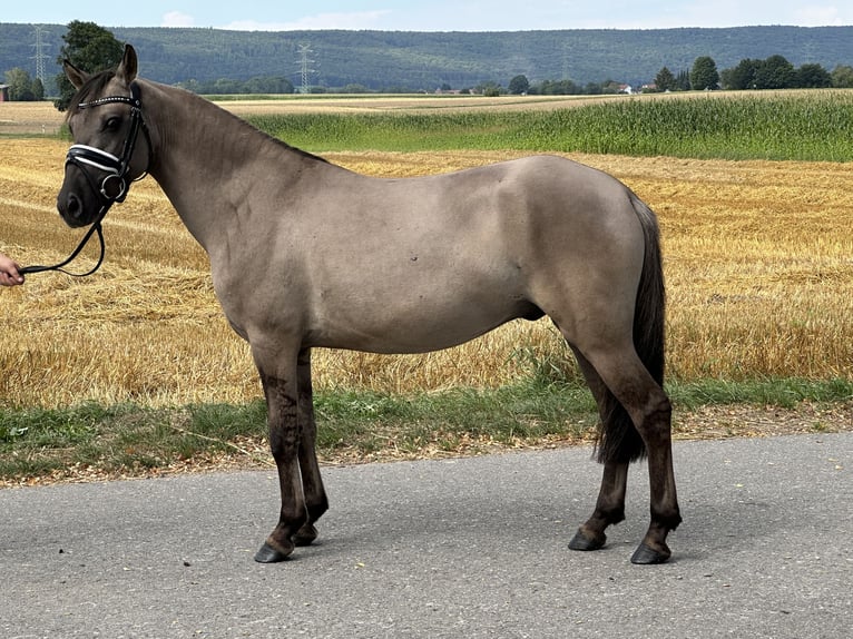 Konik Hongre 3 Ans 135 cm Isabelle in Riedlingen