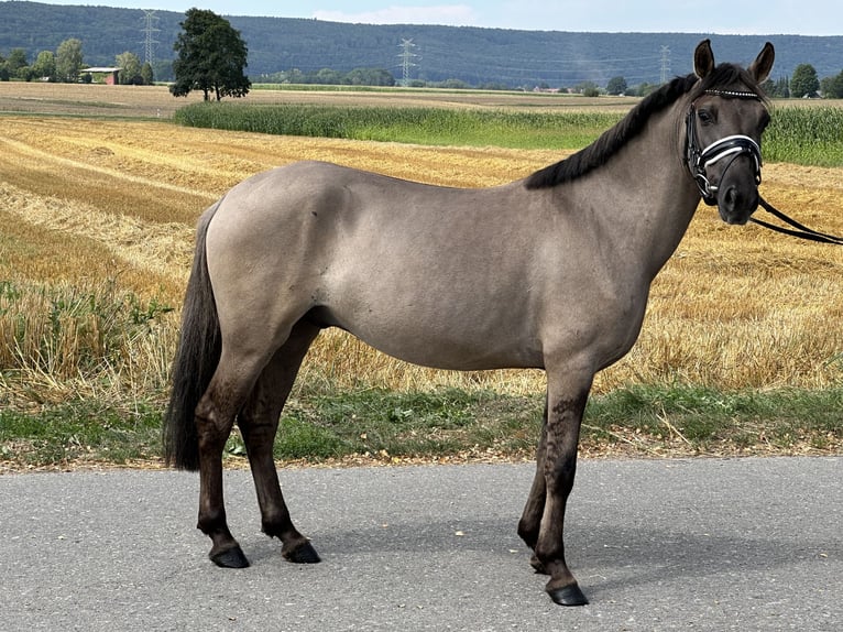 Konik Hongre 3 Ans 135 cm Isabelle in Riedlingen