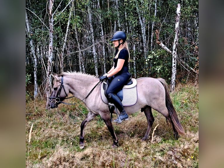 Konik Hongre 3 Ans 135 cm Isabelle in Forst