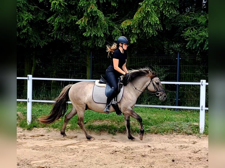 Konik Hongre 3 Ans 135 cm Isabelle in Forst