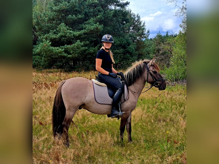 Konik Hongre 3 Ans 135 cm Isabelle in Forst
