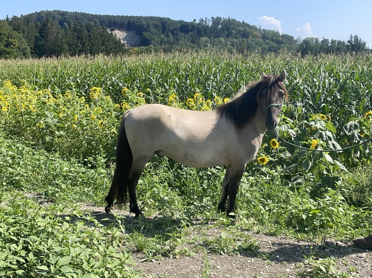 Konik Hongre 3 Ans 139 cm Isabelle in Fuchstal