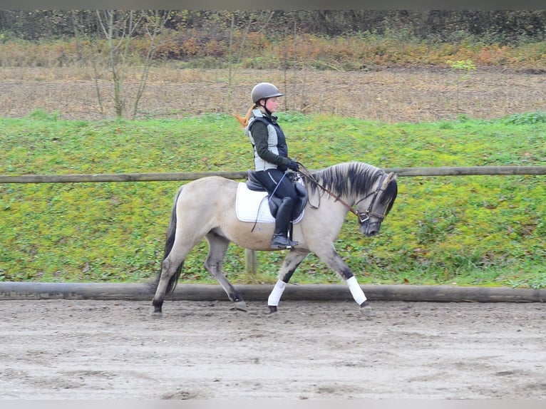 Konik Hongre 3 Ans 140 cm Isabelle in Wellheim