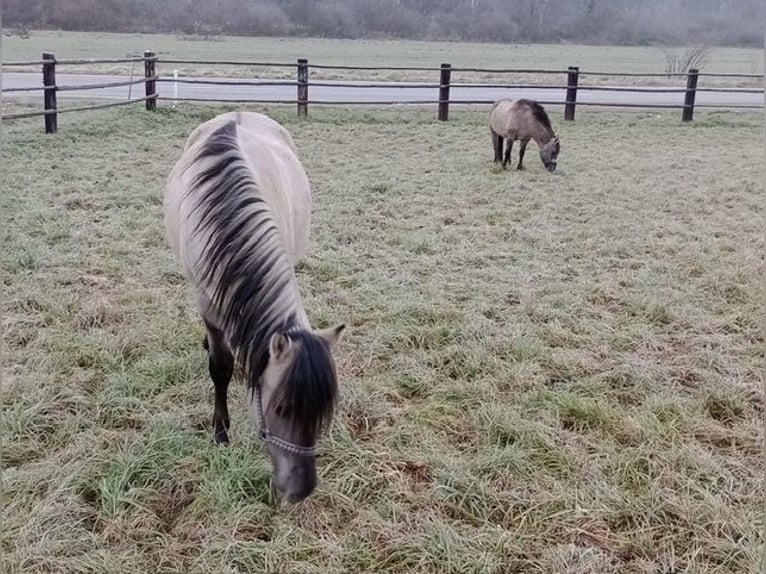 Konik Hongre 3 Ans 140 cm Isabelle in Wellheim
