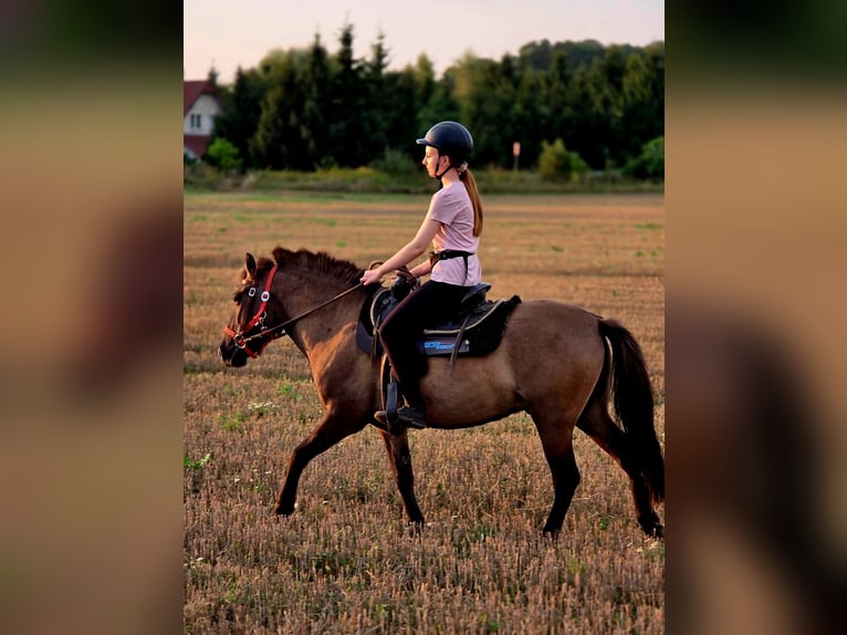 Konik Hongre 3 Ans 141 cm Isabelle in Forst