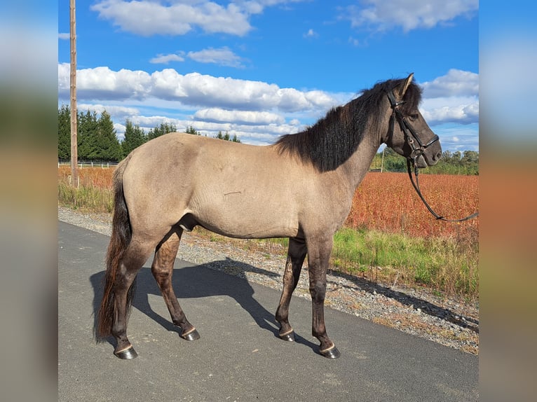 Konik Hongre 3 Ans 142 cm Isabelle in FORST