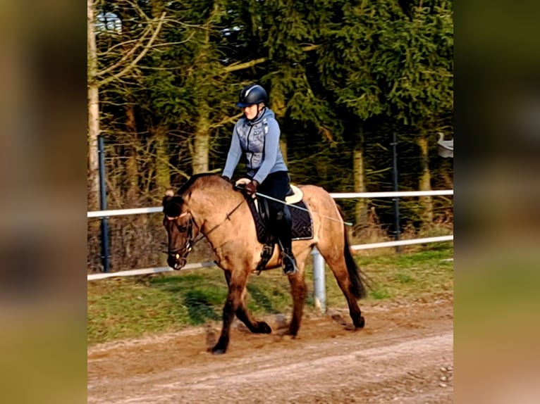 Konik Hongre 3 Ans 145 cm Isabelle in Forst