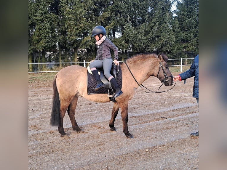 Konik Hongre 3 Ans 145 cm Isabelle in Forst