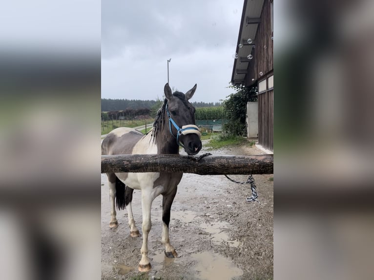 Konik Croisé Hongre 3 Ans 145 cm Pinto in Laufen