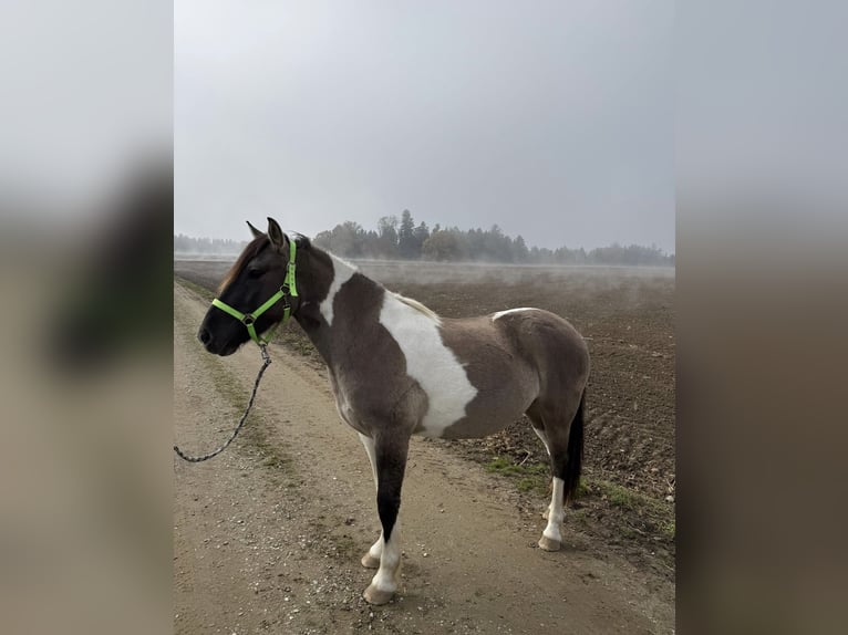 Konik Croisé Hongre 3 Ans 145 cm Pinto in Laufen
