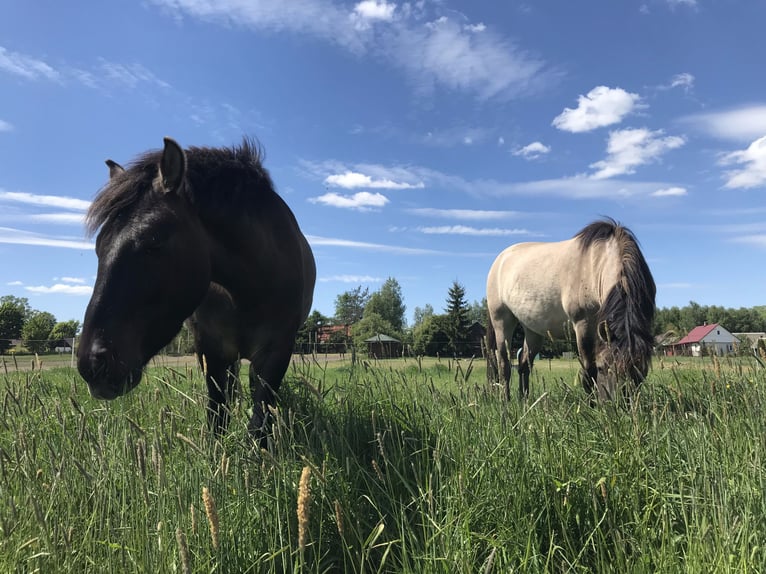 Konik Hongre 4 Ans 130 cm in Rogacze