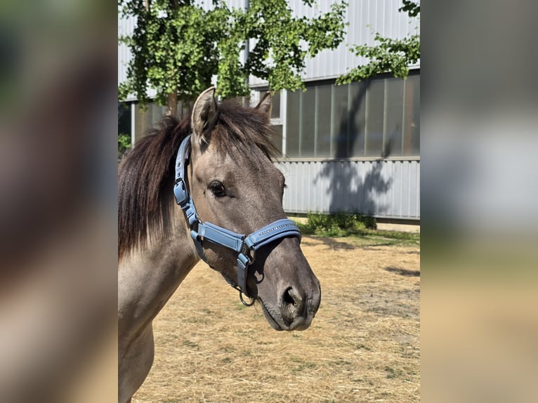 Konik Hongre 4 Ans 132 cm Isabelle in Niederzier