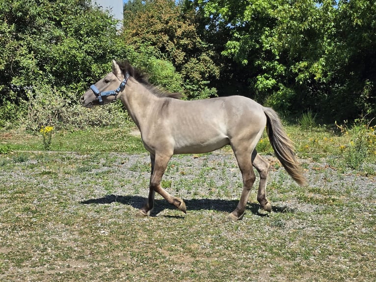 Konik Hongre 4 Ans 132 cm Isabelle in Niederzier