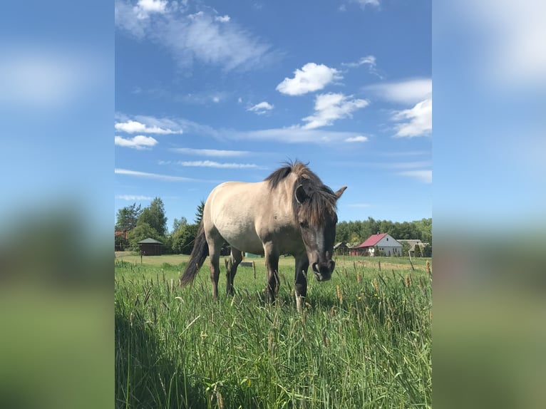 Konik Hongre 4 Ans 135 cm in Rogacze