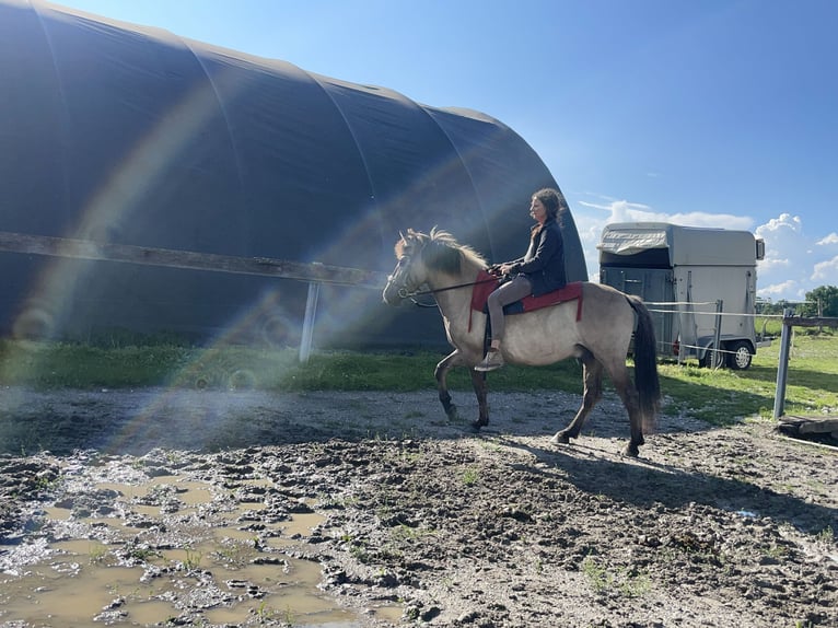 Konik Hongre 4 Ans 140 cm in Fuchstal