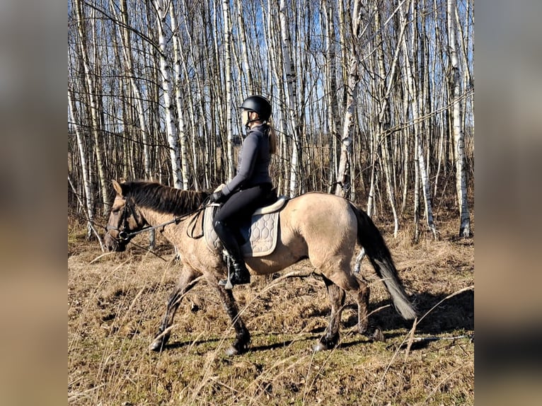 Konik Hongre 4 Ans 141 cm Isabelle in Forst