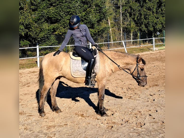 Konik Hongre 4 Ans 141 cm Isabelle in Forst