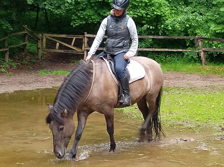 Konik Hongre 4 Ans 142 cm in Gorlitz