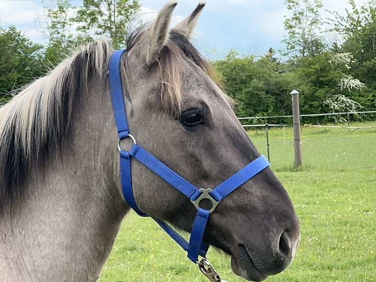 Konik Hongre 4 Ans 142 cm Isabelle in FuchstalFuchstal