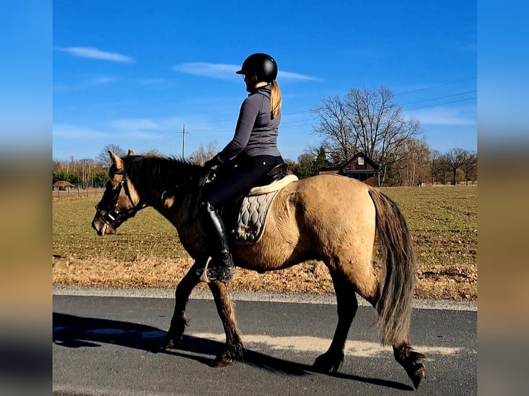 Konik Hongre 4 Ans 144 cm Isabelle in Forst