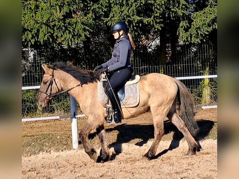 Konik Hongre 4 Ans 144 cm Isabelle in Forst