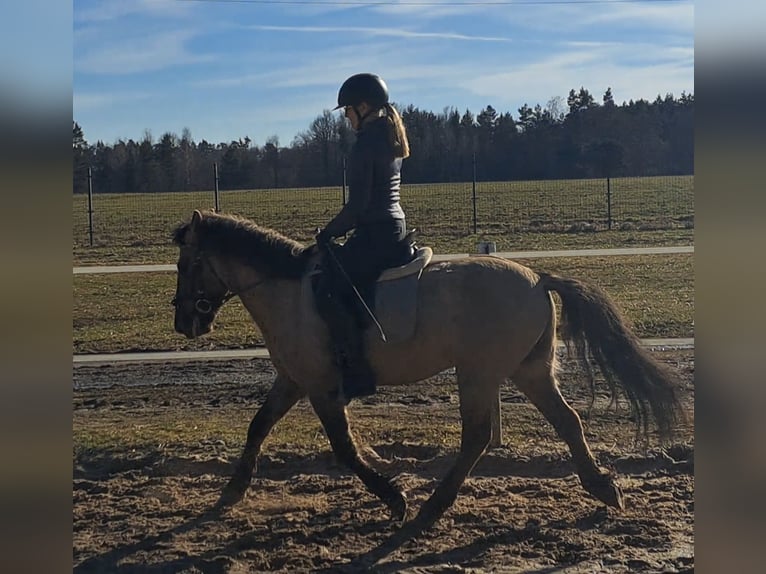 Konik Hongre 4 Ans 144 cm Isabelle in Forst