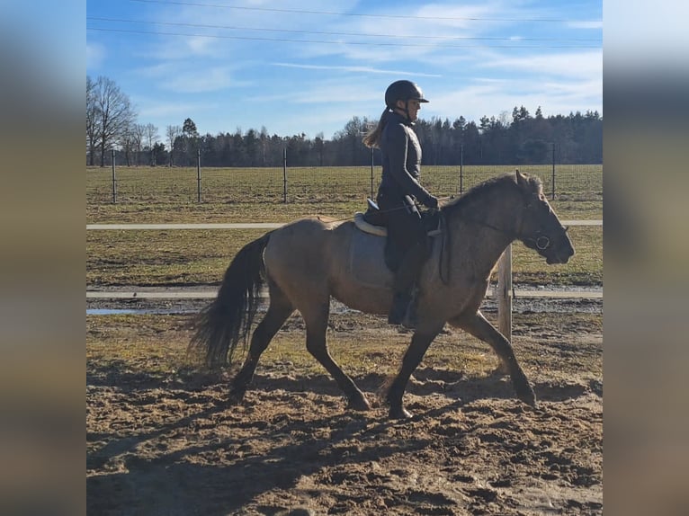 Konik Hongre 4 Ans 144 cm Isabelle in Forst