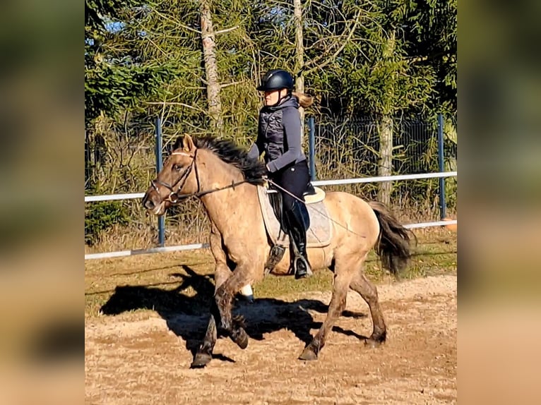 Konik Hongre 4 Ans 144 cm Isabelle in Forst