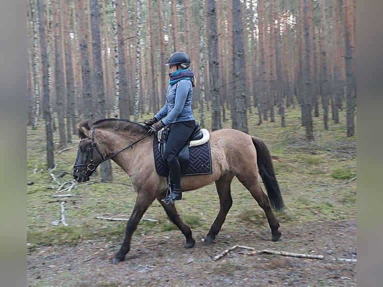Konik Hongre 4 Ans 145 cm Isabelle in Forst